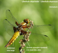 /album/libellulidae1/p1100089-2-jpg/